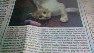 ‏(كايرو) قطة مصرية تمنح اللجوء السياسي