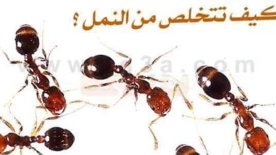 كيفية التخلص من النمل في دقيقة