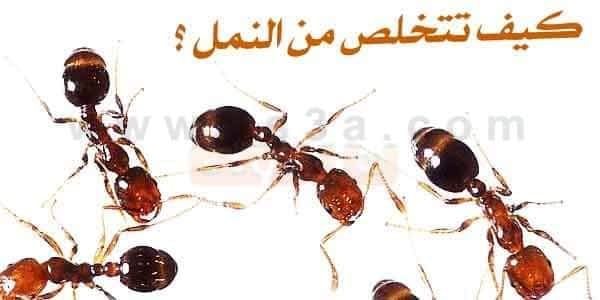 كيفية التخلص من النمل في دقيقة