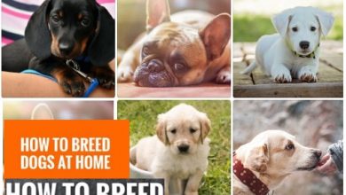 How to breed dogs at home