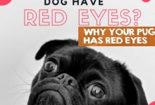 My dog ​​has red eyes