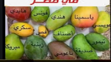 أشهر أنواع المانجو فى مصر