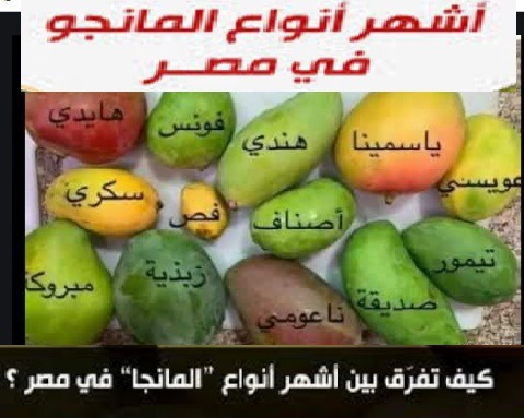 أشهر أنواع المانجو فى مصر