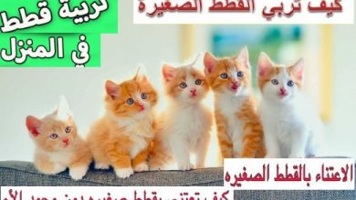 تعرف علي كيفية تربية القطط الصغيرة بسهولة ؟؟