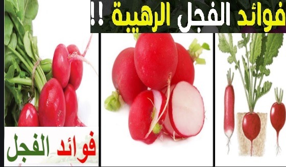 فوائد الفجل الأحمر الرهيبة للجسم وأهمها الأمعاء