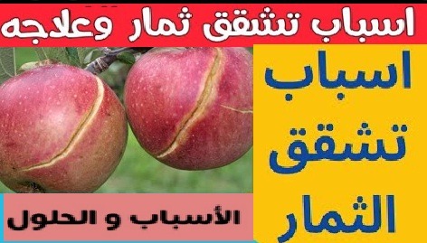 كيفية حل تشقق الثمار